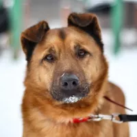 Dyzio teraz Diego 0034/16