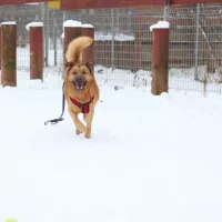 Dyzio teraz Diego 0034/16