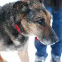 Astor 0119/13 Astor
