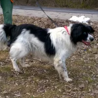 Zorro (Gimli) 0156/16