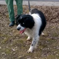 Zorro (Gimli) 0156/16