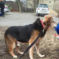 Wiktor 1398/14 Wiktor