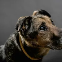 Astor 0119/13 Astor