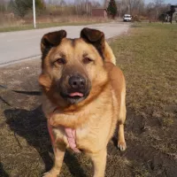 Dyzio teraz Diego 0034/16