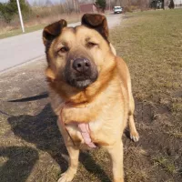 Dyzio teraz Diego 0034/16