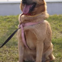 Dyzio teraz Diego 0034/16