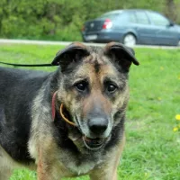 Astor 0119/13 Astor