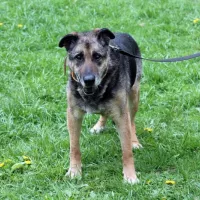 Astor 0119/13 Astor