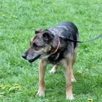 Astor 0119/13 Astor
