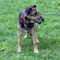 Astor 0119/13 Astor
