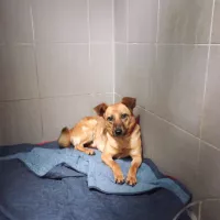 Missy 1608/24