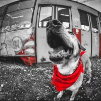 Guido 1574/06/P