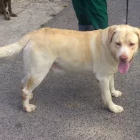 BUDDY (wym. Badi) 0354/17