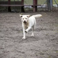 BUDDY (wym. Badi) 0354/17