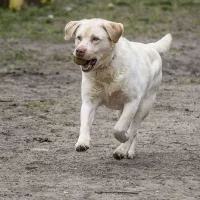 BUDDY (wym. Badi) 0354/17