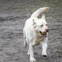 BUDDY (wym. Badi) 0354/17