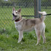 Shila 0689/17