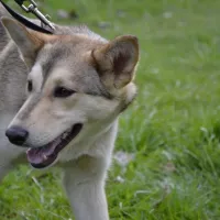 Shila 0689/17
