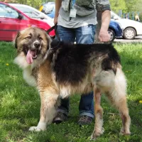 Bolek 0052/17