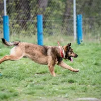 Pako 0509/17