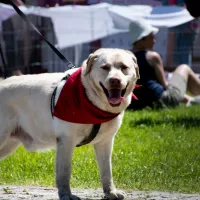 BUDDY (wym. Badi) 0354/17