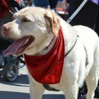 BUDDY (wym. Badi) 0354/17