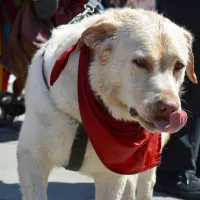 BUDDY (wym. Badi) 0354/17