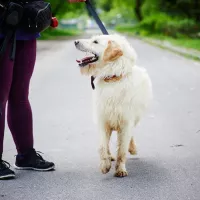 Falkor 0056/17