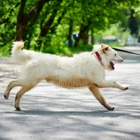 Falkor 0056/17