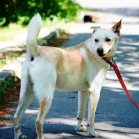 Balu 0549/17