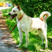 Balu 0549/17
