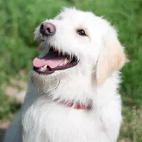 Falkor 0056/17
