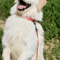 Falkor 0056/17