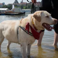 BUDDY (wym. Badi) 0354/17