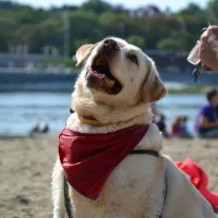 BUDDY (wym. Badi) 0354/17