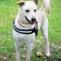 Balu 0549/17