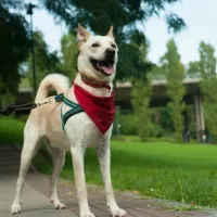 Balu 0549/17