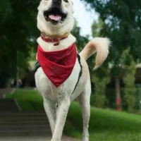 Balu 0549/17