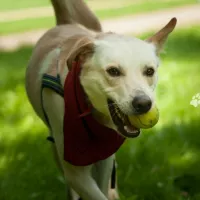 Balu 0549/17