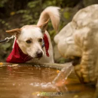 Balu 0549/17