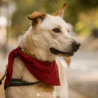 Balu 0549/17
