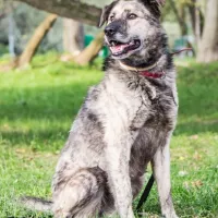Balto 1523/17