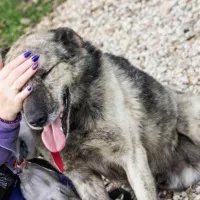 Balto 1523/17