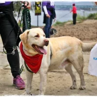 BUDDY (wym. Badi) 0354/17