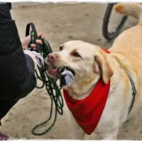 BUDDY (wym. Badi) 0354/17