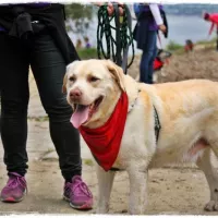 BUDDY (wym. Badi) 0354/17