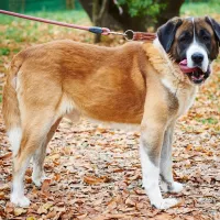 Zeus i Hera 0522/17