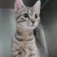 Tootsie 1407/17