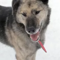 Balto 1523/17