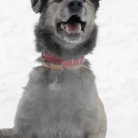 Balto 1523/17
